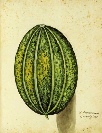 Heirloom Squash, plate published in Piante Fiori Frutti by Italian School